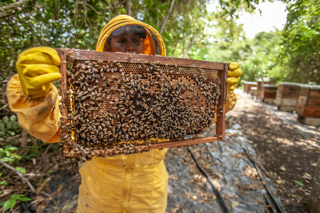 The Buzz About Bee Products: Nature's Skincare Secrets Unveiled
